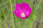 Woodland poppymallow